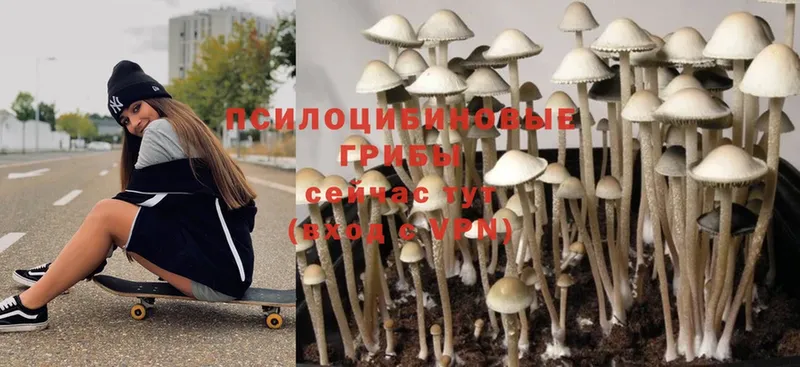 Галлюциногенные грибы MAGIC MUSHROOMS  Воскресенск 